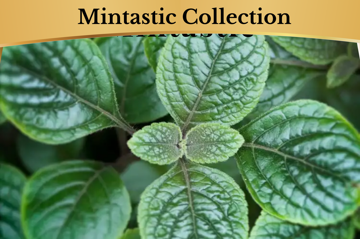 Mintastic Room & Linen Spray
