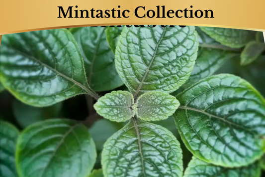 Mintastic Room & Linen Spray